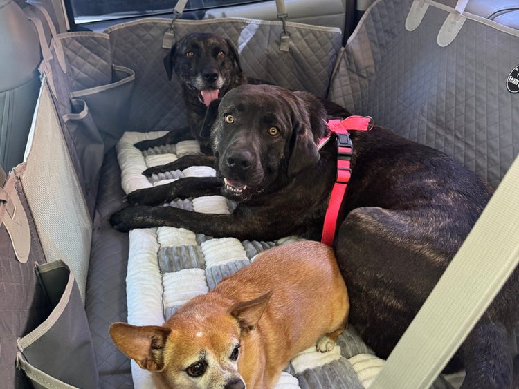 Customer photo from Erica L.: three dogs on the Extra-Large seat cover with the plush bed