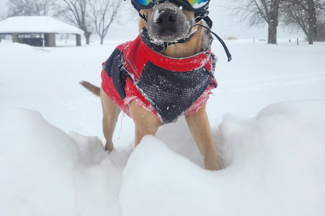 Dog in a red coat wearing Team K9 Dog Goggles standing in deep snow