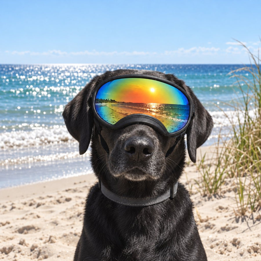 Black Labrador wearing Team K9 Dog Goggles on a sunny beach