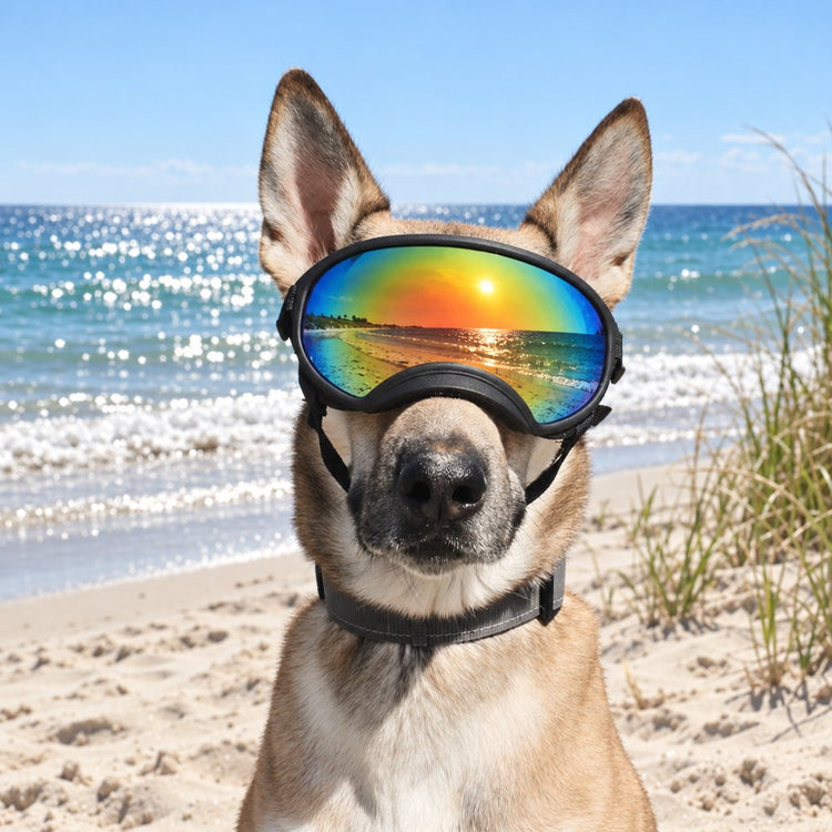German Shepherd wearing Team K9 Dog Goggles on a sunny beach