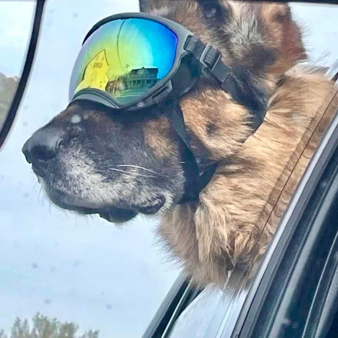 German Shepherd wearing Team K9 Dog Goggles with its head out of a car window
