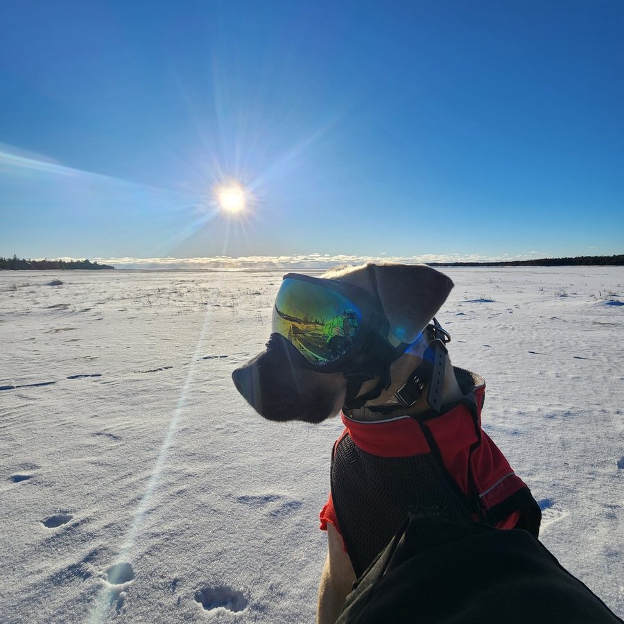 Dog in Team K9 Dog Goggles on a snowfield with the low sun behind it
