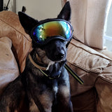 Customer photo from Diane C.: her dog wearing Team K9 Dog Goggles