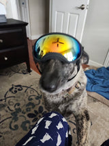 Customer photo from Brian D.: his dog Cinder wearing Team K9 Dog Goggles