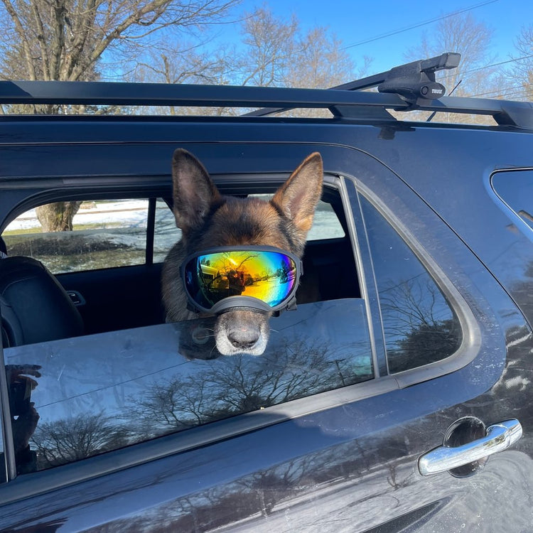 German Shepherd wearing Team K9 Dog Goggles with its head out of an SUV window