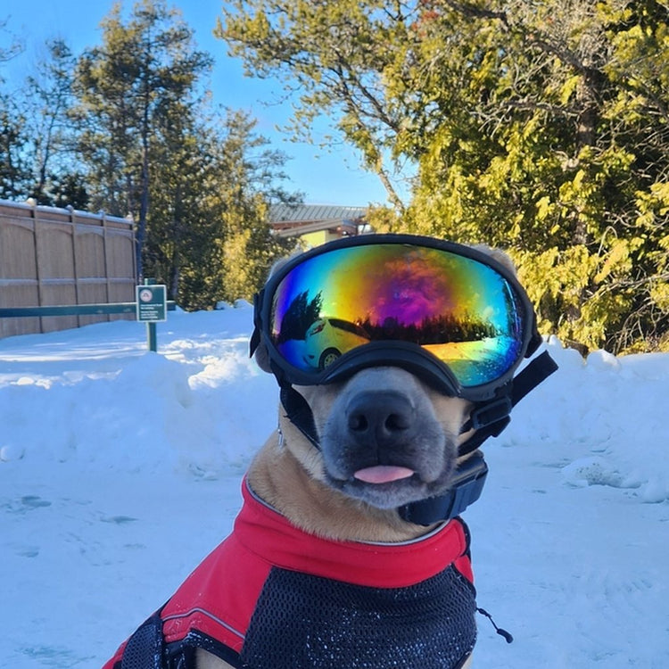 Dog in a red coat wearing Team K9 Dog Goggles in the snow