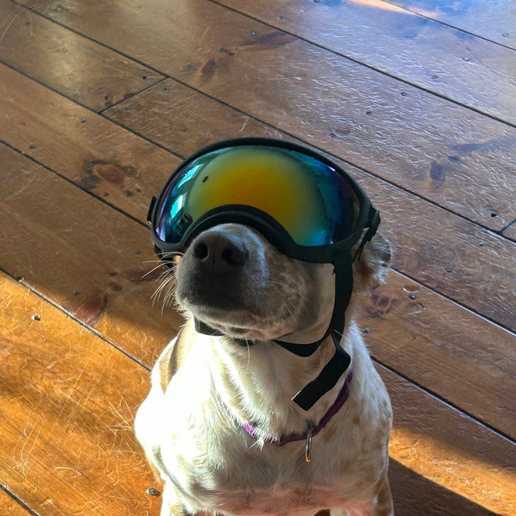 Dog sitting in the sun wearing Team K9 Dog Goggles with the straps fitted