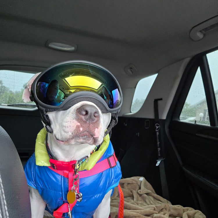 Dog in a puffer vest wearing Team K9 Dog Goggles in the back seat of a car