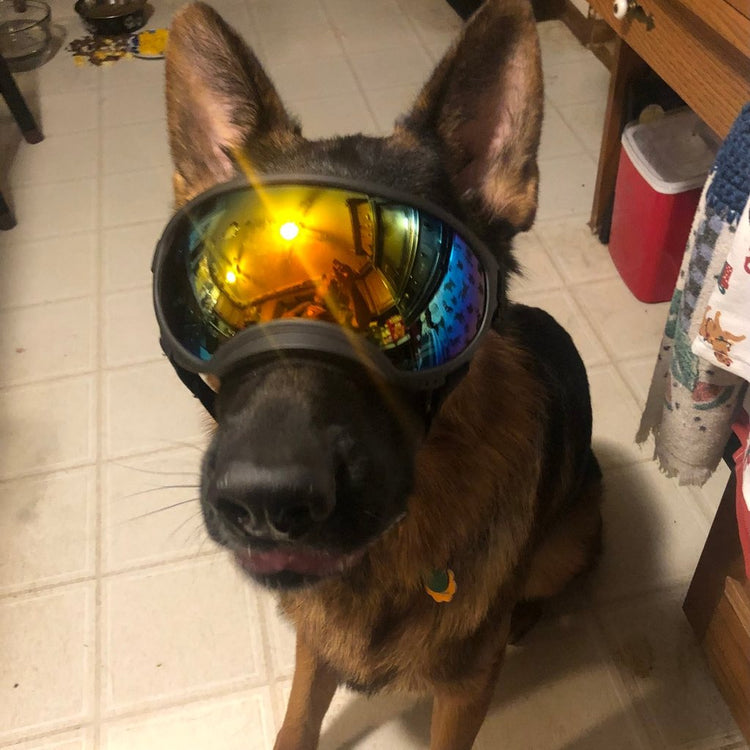 German Shepherd wearing Team K9 Dog Goggles, the mirrored lens up close