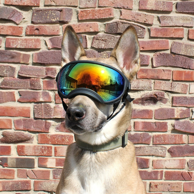 Shepherd mix wearing Team K9 Dog Goggles in front of a brick wall