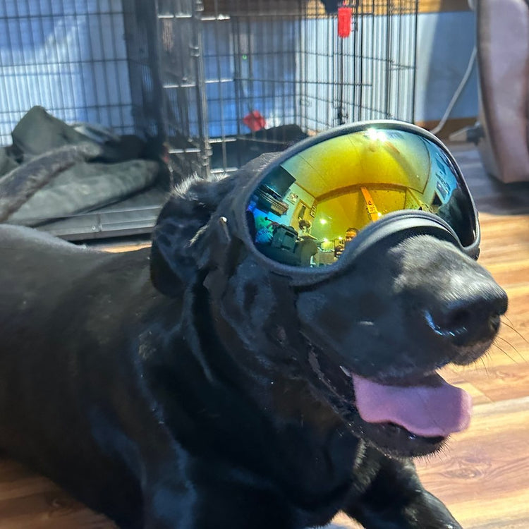 Black Lab lying on a wood floor wearing Team K9 Dog Goggles