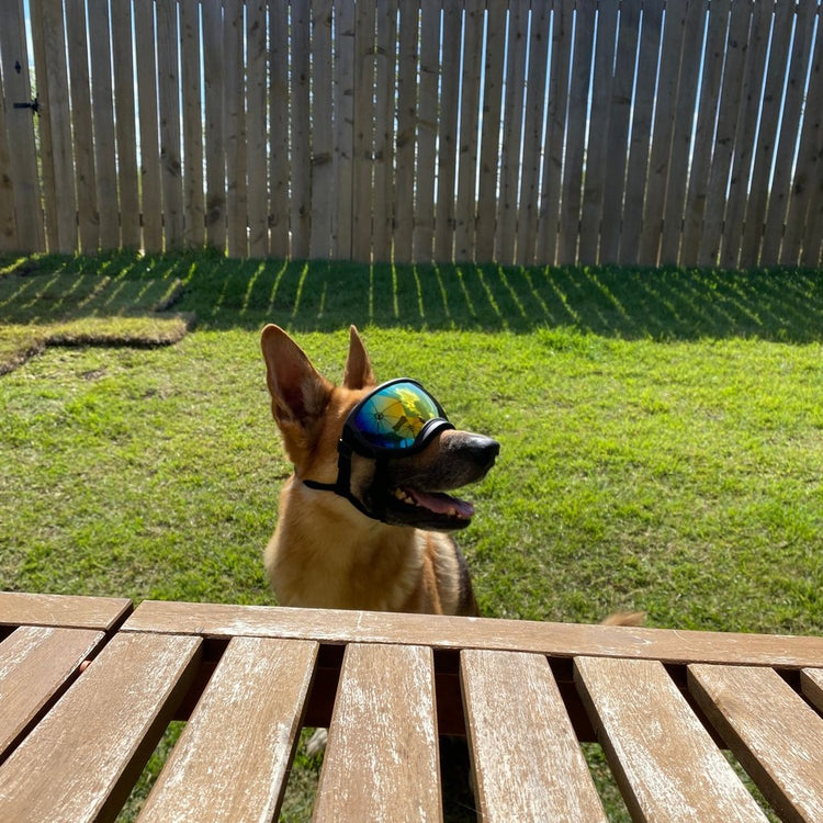 German Shepherd in a backyard wearing Team K9 Dog Goggles