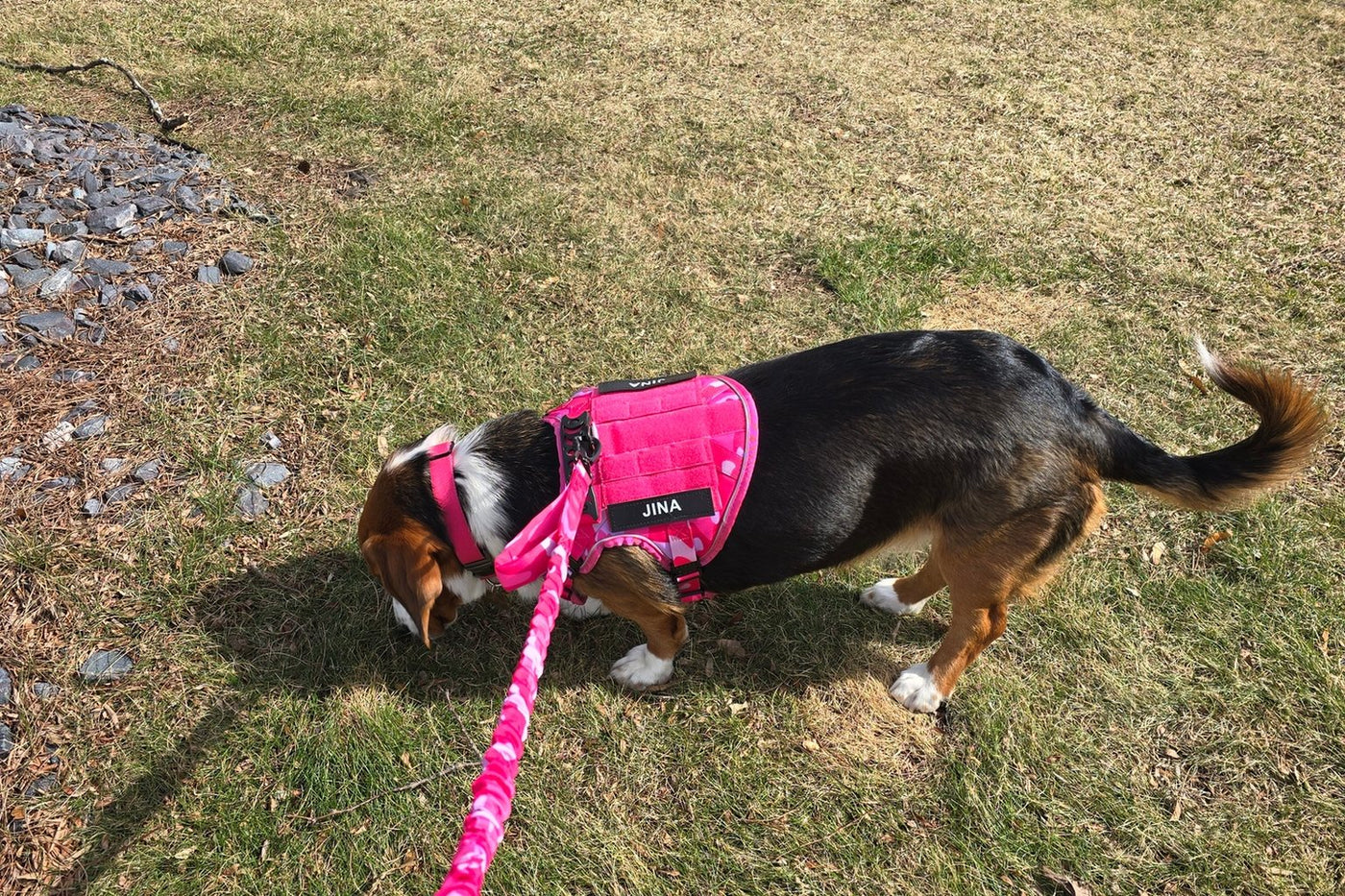 Beagle in a Pink Camo Team K9 harness sniffing the grass on a Pink Camo bungee leash