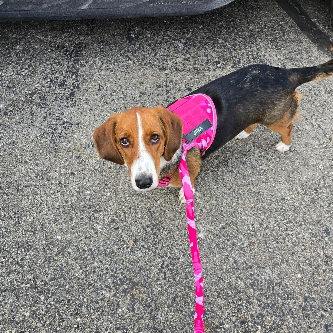 Beagle in a Pink Camo Team K9 harness on a Pink Camo Team K9 bungee leash, looking up at the walker