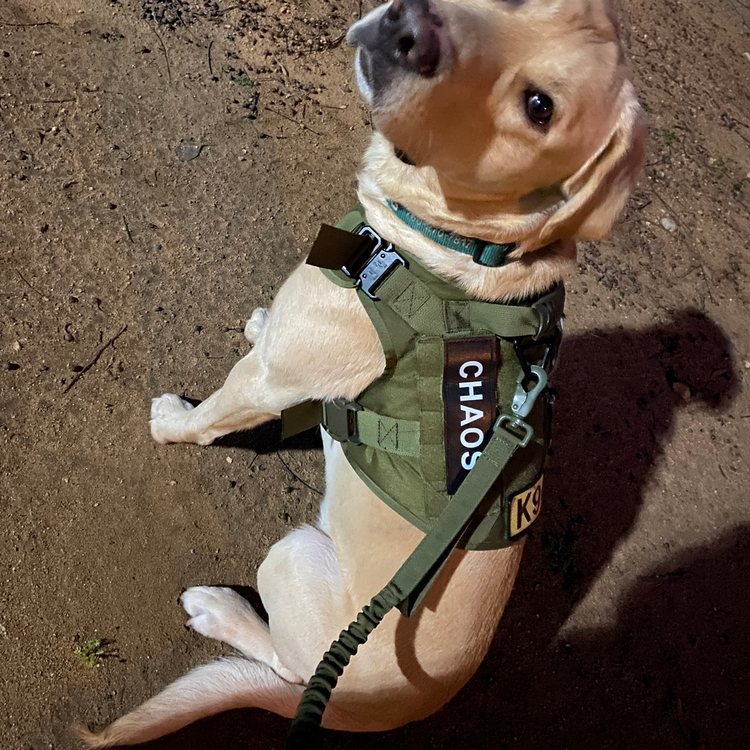 Labrador in an Olive Drab Green Team K9 tactical harness on an Olive Drab Green bungee leash