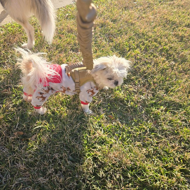 Small dog in a Desert Brown Team K9 harness on a Desert Brown bungee leash