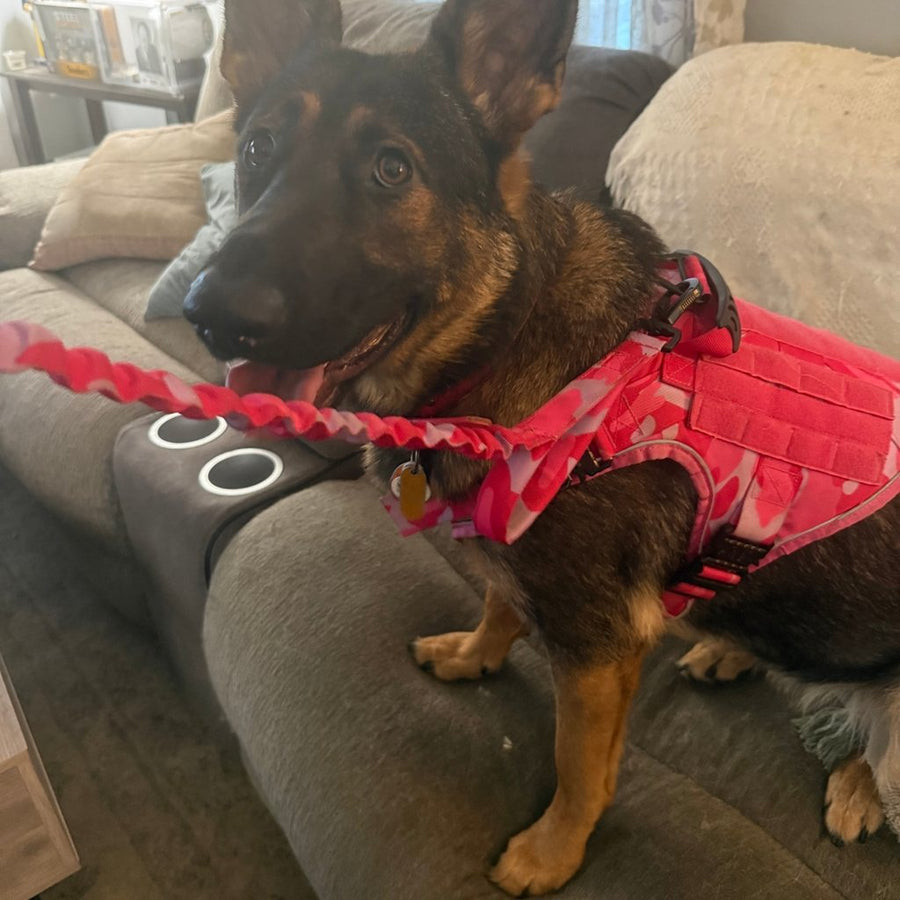 German Shepherd in a Pink Camo Team K9 harness on a Pink Camo bungee leash