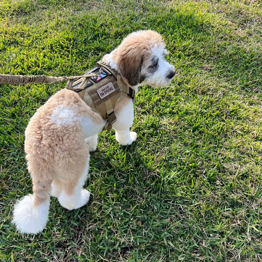 Fluffy dog in a Desert Brown Team K9 harness on a Desert Brown bungee leash