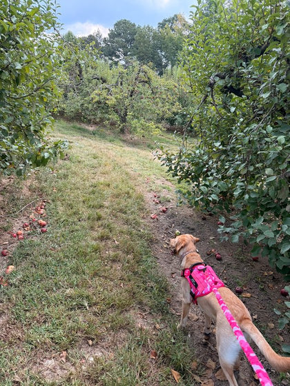Customer photo from Kenzie M.: Lab puppy