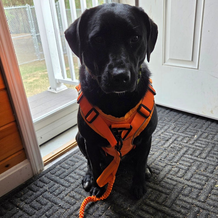 Black Labrador in a Blaze Orange harness with a Blaze Orange Team K9 bungee leash