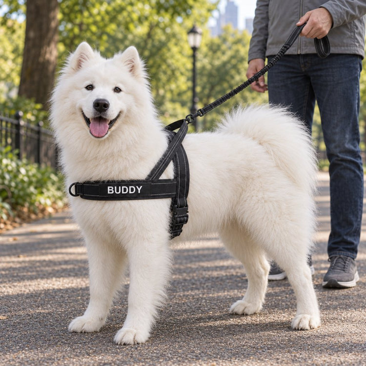 Dog in the lightweight harness on the matching bungee leash, with a name patch on the chest strap