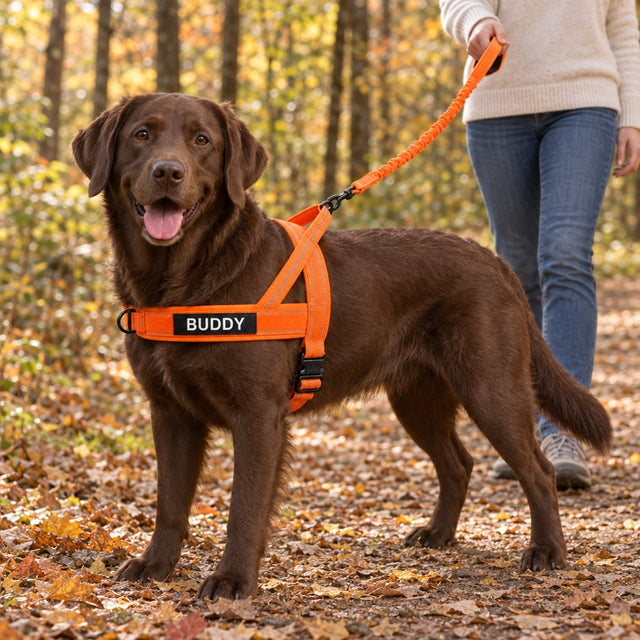 Chocolate Labrador in a Blaze Orange lightweight harness with a name patch, walking among fall leaves