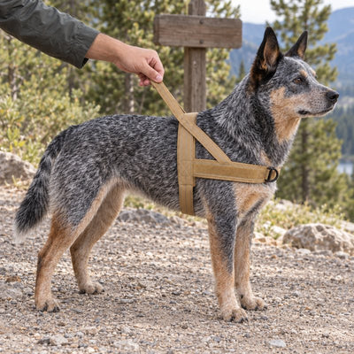 Hand holding the top handle of a Desert Brown lightweight harness on an Australian Cattle Dog at a trailhead
