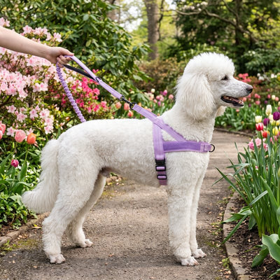 White Standard Poodle in a Lavender lightweight harness on the matching bungee leash in a garden