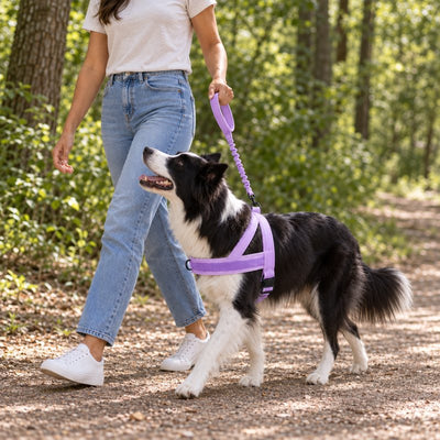Border Collie in a Lavender lightweight harness walking on a loose bungee leash on a wooded path