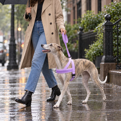 Whippet in a Lavender lightweight harness walking beside its owner on a rainy sidewalk