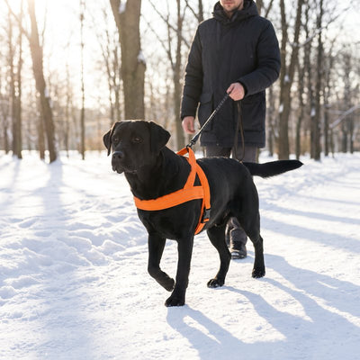 Black Labrador in a Blaze Orange lightweight harness walking with its owner on a snowy path