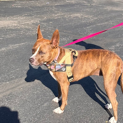 Customer photo from Dorothy C.: her dog on the leash in a Desert Brown Team K9 lightweight harness
