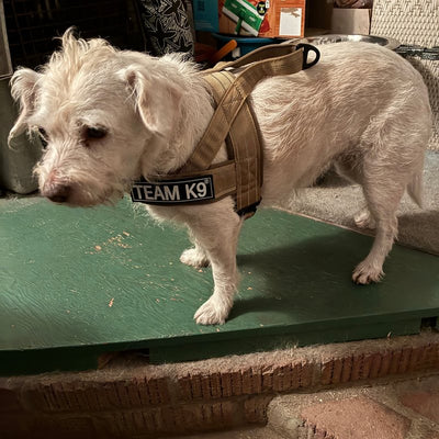 Customer photo from Susan J.: her rescue in a Desert Brown Team K9 lightweight harness with a Team K9 patch