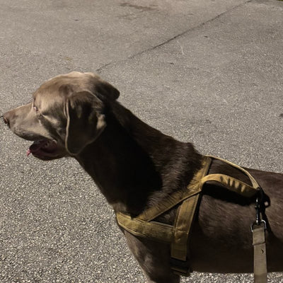 Customer photo from Juan F.: his dog on the leash in a Desert Brown Team K9 lightweight harness