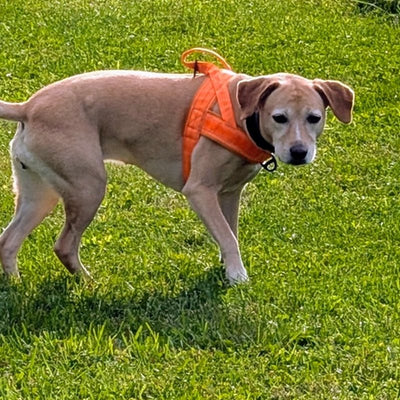 Customer photo from Richard A.: his dog in the yard in a Blaze Orange Team K9 lightweight harness