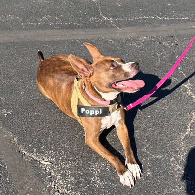 Customer photo from Dorothy C.: Poppi in a Desert Brown Team K9 lightweight harness with her name patch