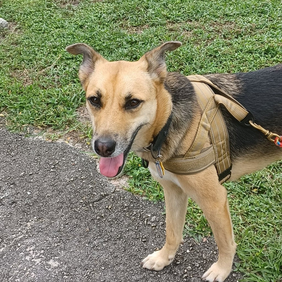 Customer photo from Elyce L.: Maddie in a Desert Brown Team K9 lightweight harness