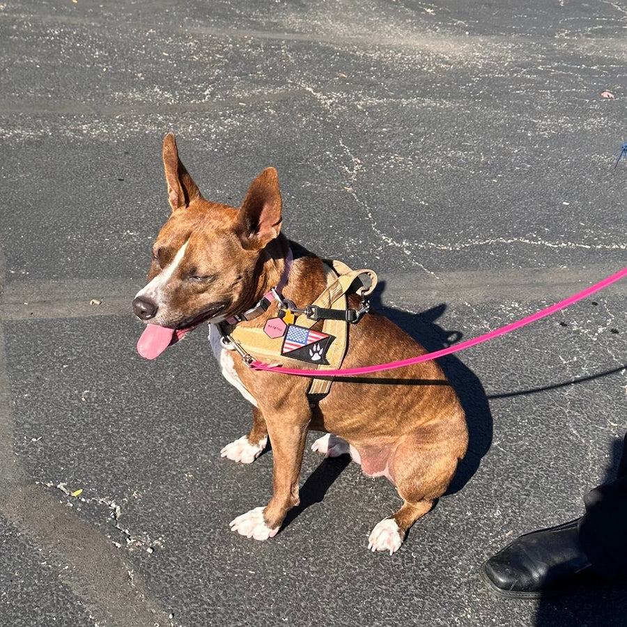 Customer photo from Dorothy C.: Poppi on the leash in a Desert Brown Team K9 lightweight harness