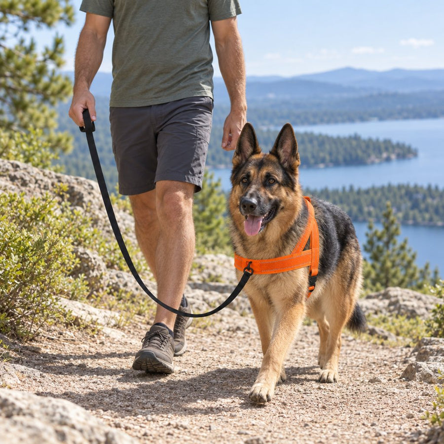 German Shepherd in a Blaze Orange lightweight harness walking on a leash at a trail overlook on a summer day