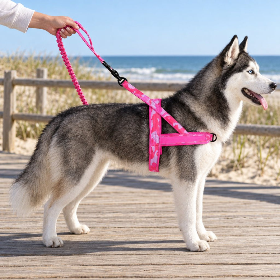 Husky in a Pink Camo lightweight harness on the matching bungee leash on a beach boardwalk