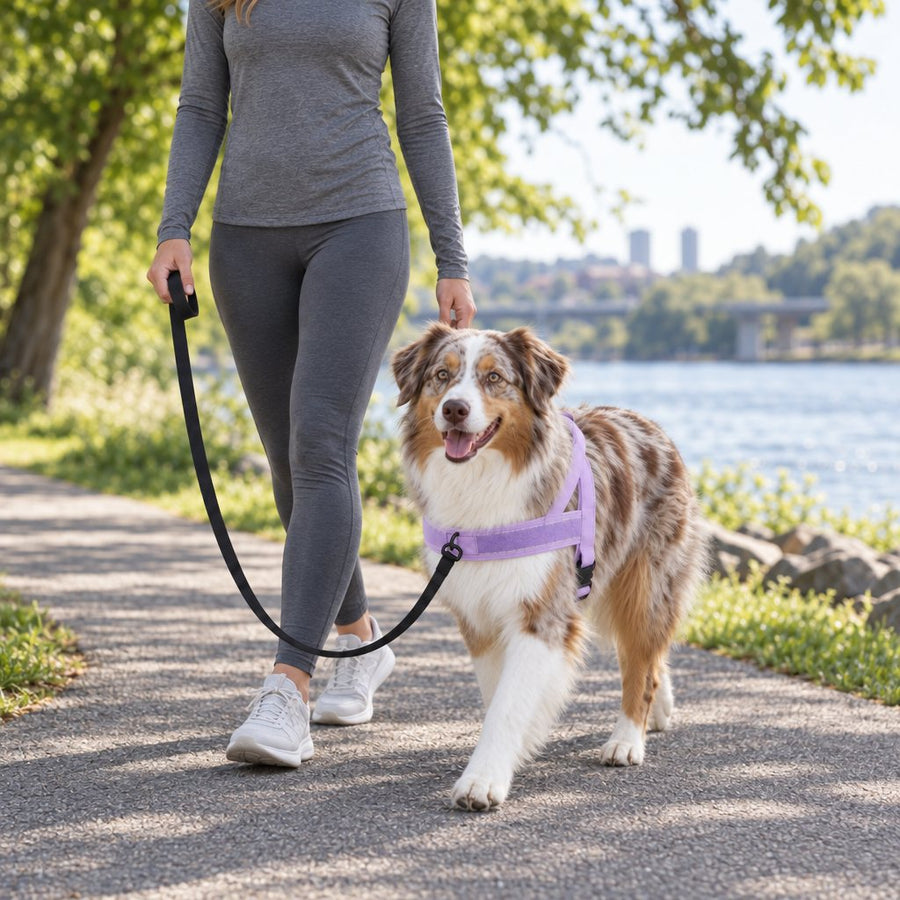 Australian Shepherd in a Lavender lightweight harness walking beside its owner with the leash clipped to the front ring