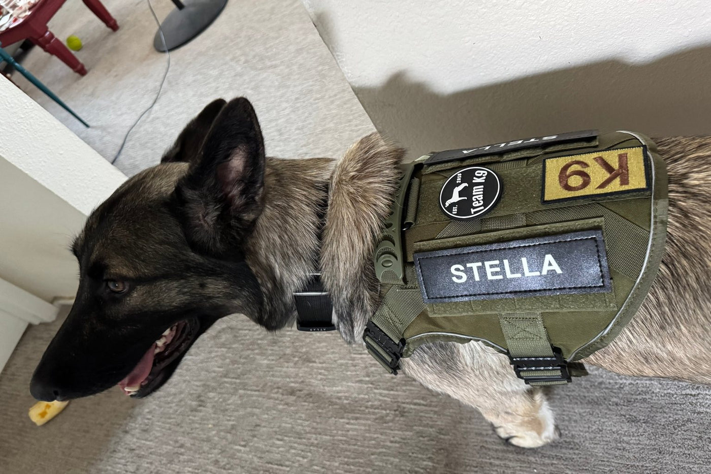 Dog in an Olive Drab Green Team K9 harness with a STELLA name patch