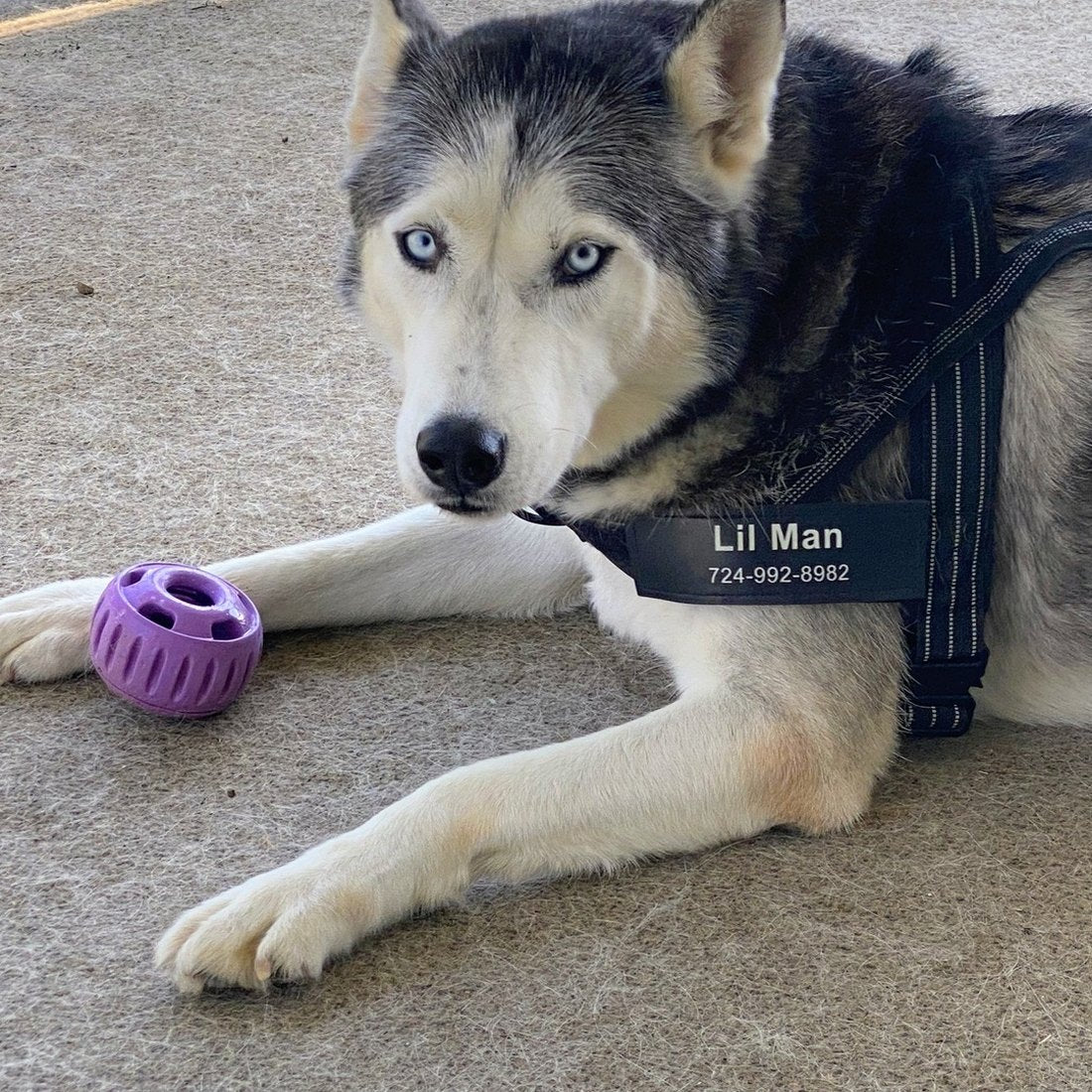 Husky in a harness with a custom name patch reading Lil Man and a phone number