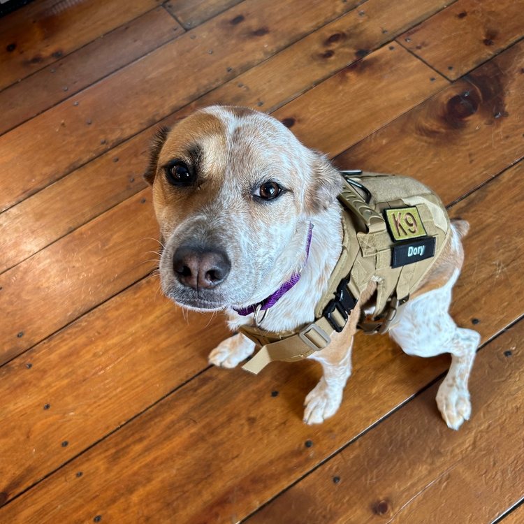 Dog in a Desert Brown Team K9 tactical harness with a Dory name patch