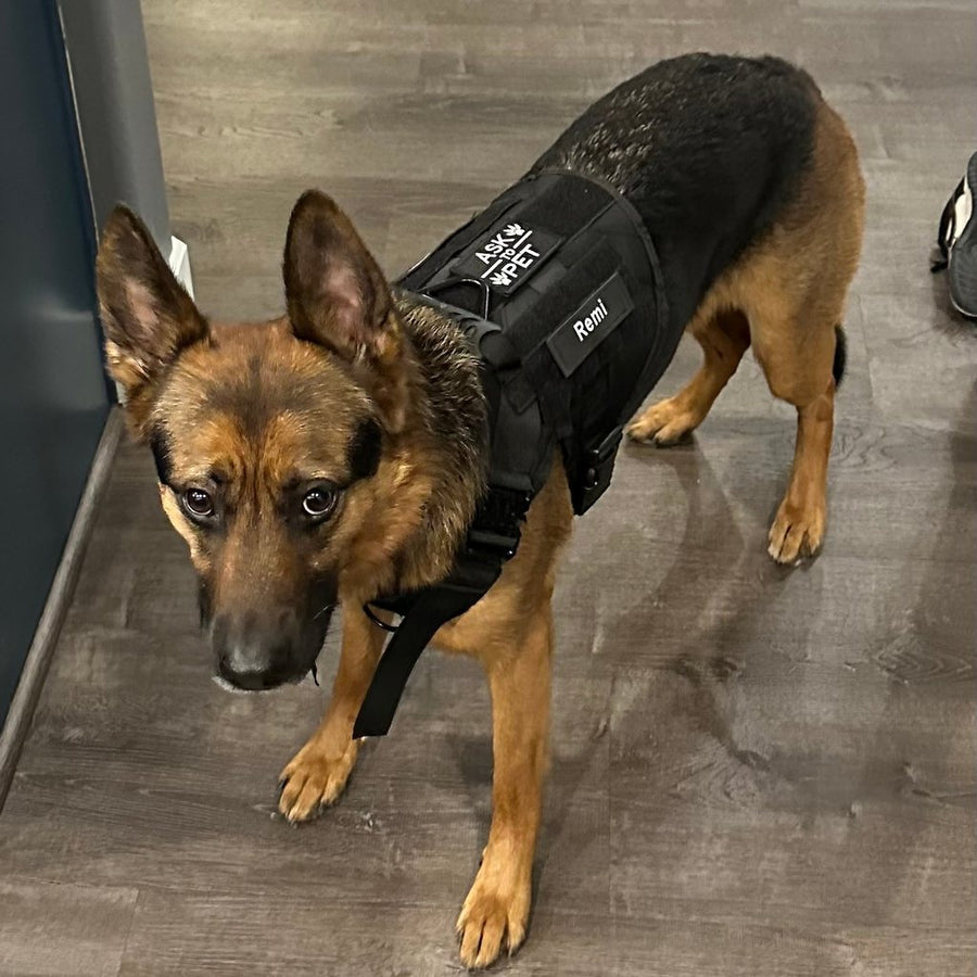 German Shepherd in a black Team K9 harness with a Remi name patch and an Ask To Pet patch