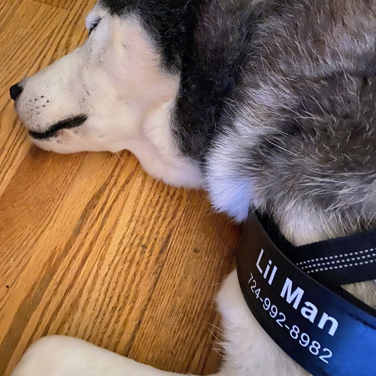 Close view of a custom name patch reading Lil Man with a phone number on a harness strap
