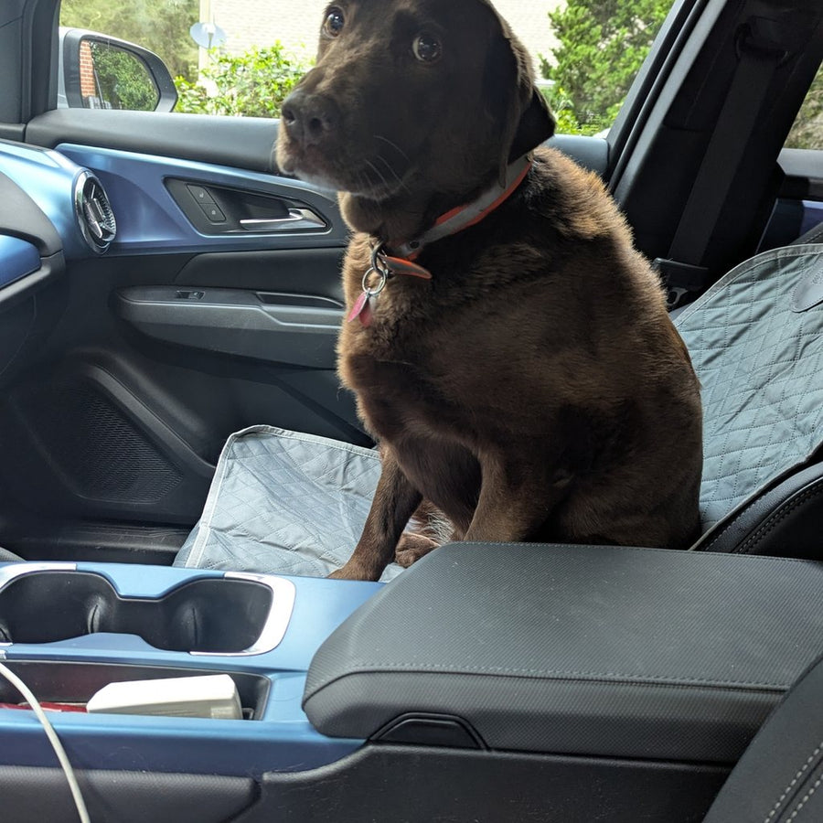 Chocolate Labrador on the front passenger seat with a Team K9 single-seat cover