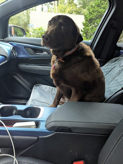 Customer photo from Sheila V.: Front seat dog