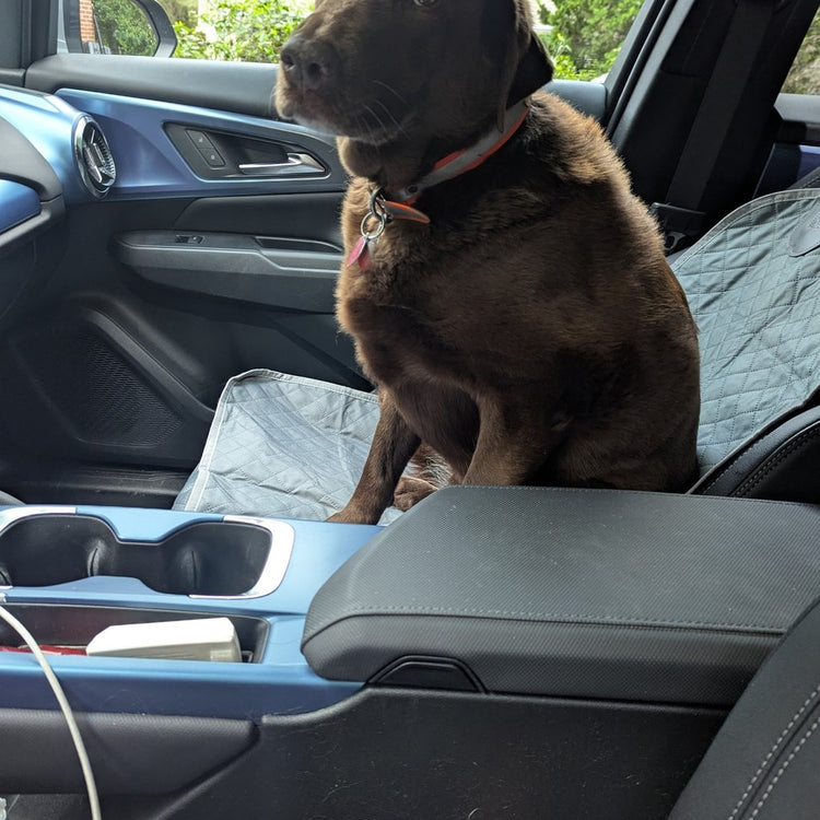 Chocolate Labrador on a front seat with a Team K9 single-seat cover