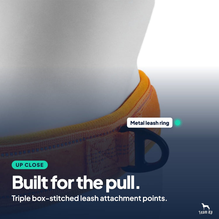 Card: Built for the pull. Triple box-stitched leash attachment points.
